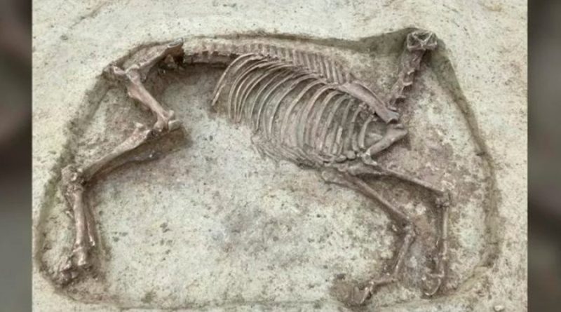 Arqueólogos descubren los restos fósiles de un caballo decapitado y su jinete
