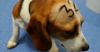 6 de los perros beagle sometidos al estudio de un fármaco serán puestos en adopción