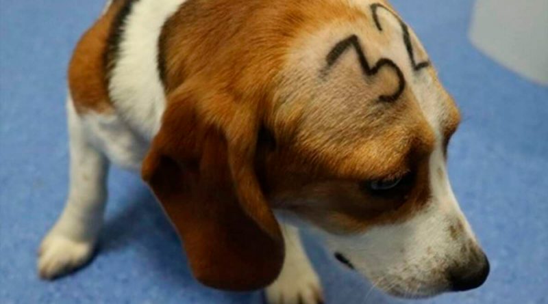 6 de los perros beagle sometidos al estudio de un fármaco serán puestos en adopción