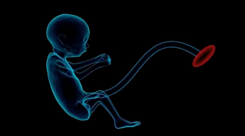 El útero artificial con 'niñera robótica' que vigila los embriones