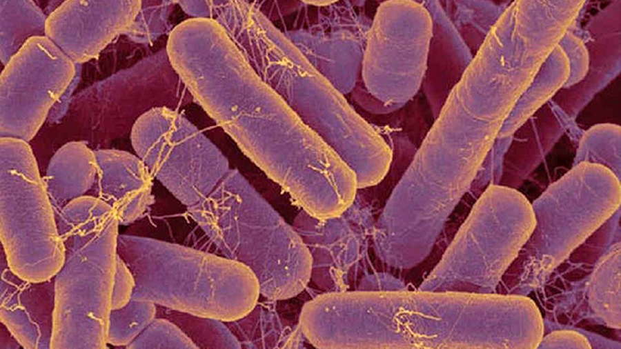 Las bacterias intestinales practican sexo para obtener vitamina B12