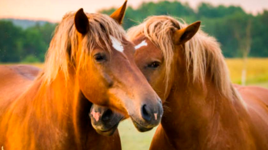 Los caballos duermen parados pero solo sueñan acostados