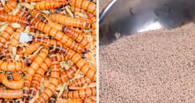 UNAM obtiene alimento para ganado con gusano que degrada unicel