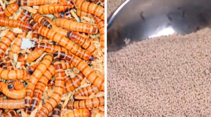 UNAM obtiene alimento para ganado con gusano que degrada unicel