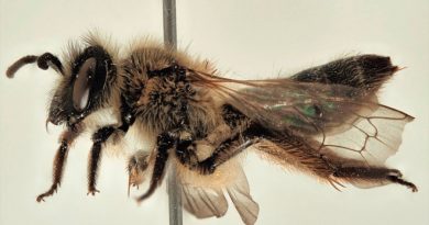 Investigadores descubren una nueva especie de abeja en Doñana
