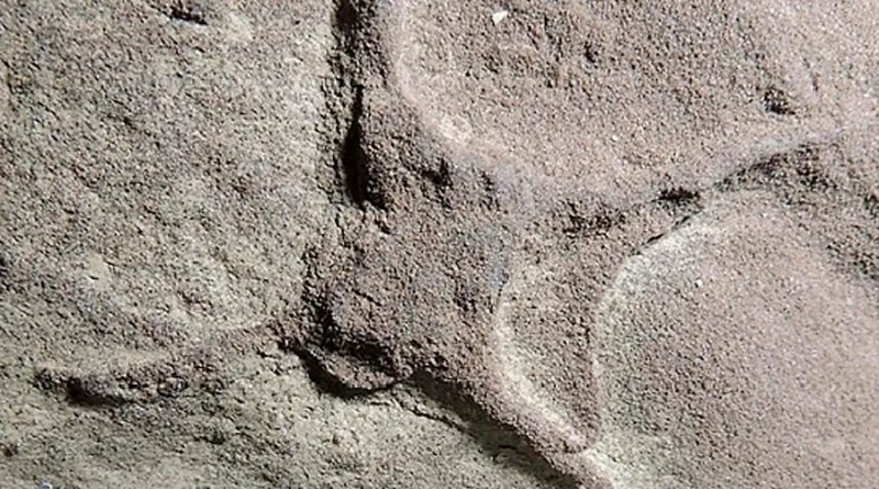 Investigadores descubren pisadas de aves fósiles y dinosaurios en el norte de México