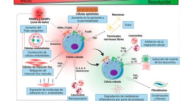 Las células cebadas y su papel en la inflamación
