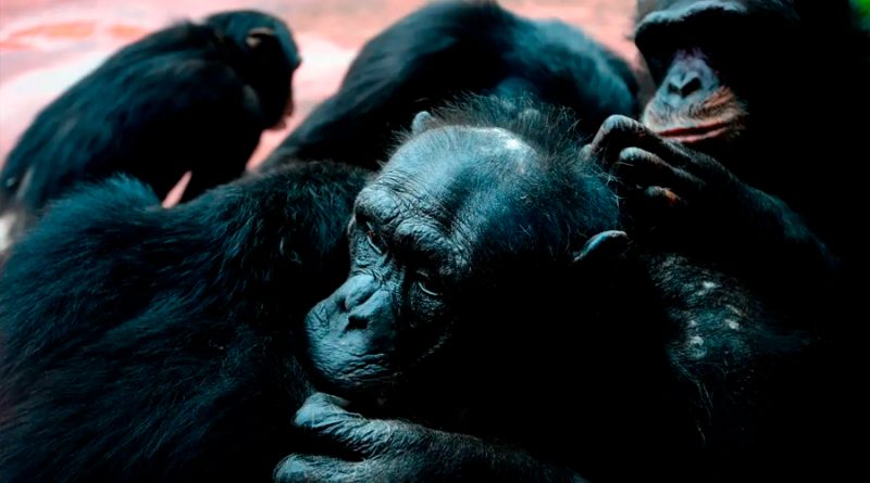 Los chimpancés curan sus heridas con ungüento de mosquitos masticados