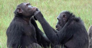 Descubren que los chimpancés se ponen insectos en las heridas
