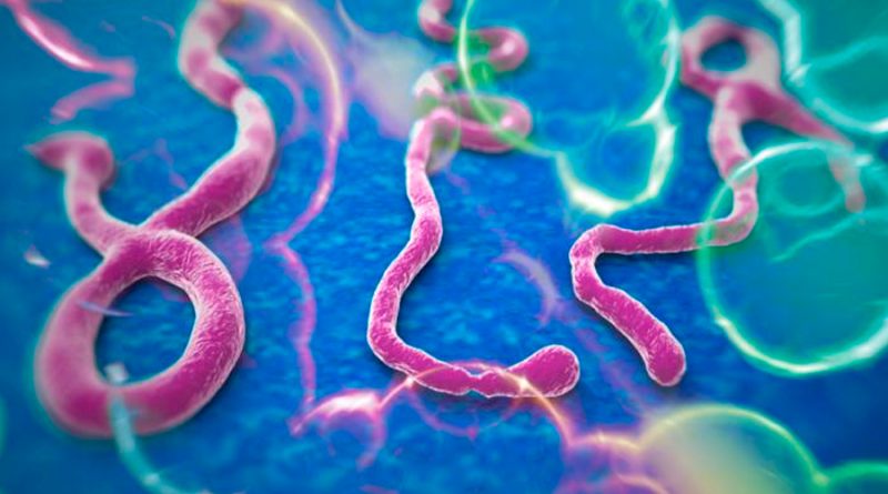 El virus del ébola puede esconderse en el cerebro y persistir años después del tratamiento
