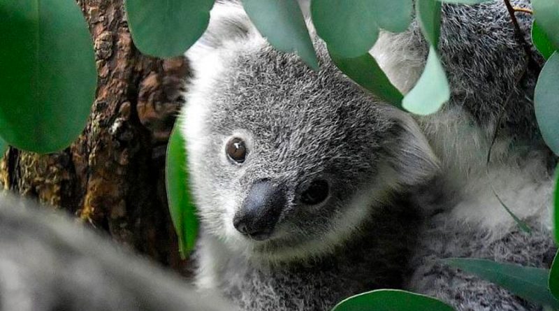 Australia declara al koala especie en peligro