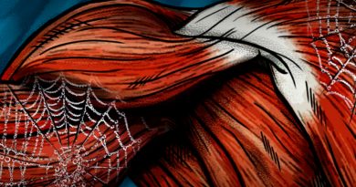 Buscan regenerar nervios y músculos con seda araña