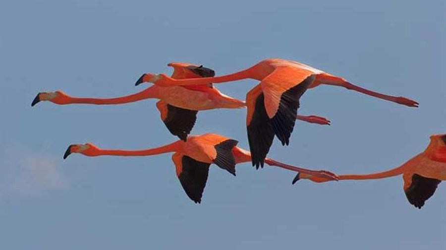 El icónico flamenco rosa de Florida regresa a casa