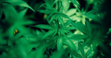 UNAM lanza diplomado sobre uso medicinal del cannabis