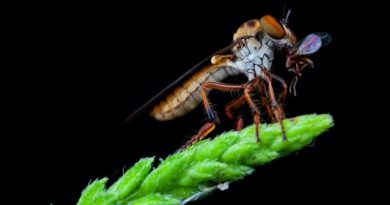 La mosca bandida es un acróbata aerodinámico que puede atrapar a su presa en pleno vuelo