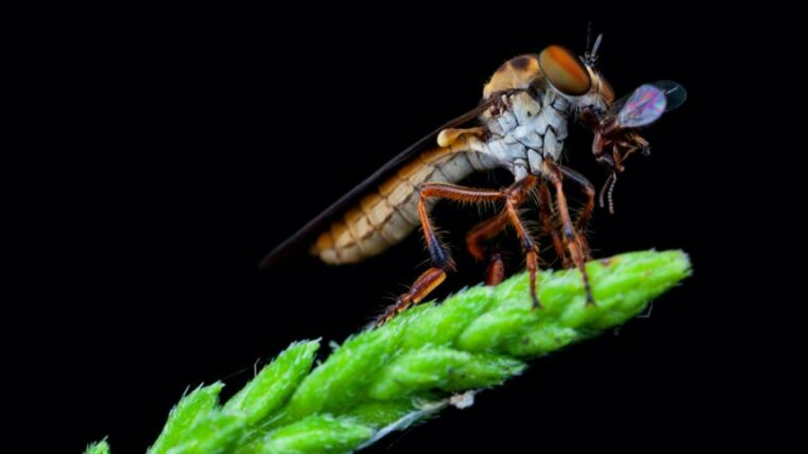 La mosca bandida es un acróbata aerodinámico que puede atrapar a su presa en pleno vuelo