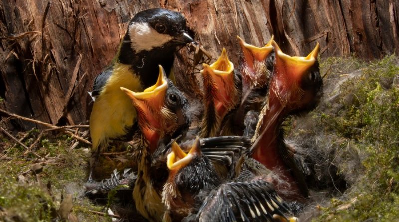 Descubren que pájaros como el carbonero se defienden imitando a las serpientes