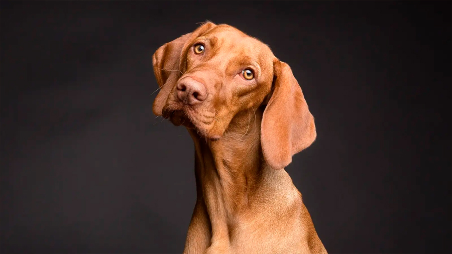 La nariz de tu perro equivale a su huella dactilar