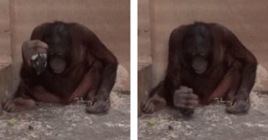 Los orangutanes saben usar martillos y piedras afiladas por instinto