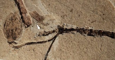 Un botón floral fosilizado de 160 millones de años, hallado en China