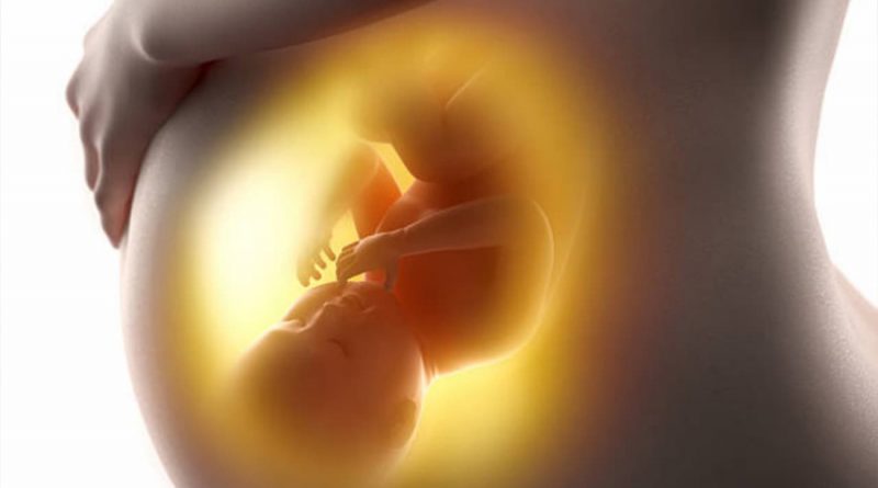 Descubren que genes de la madre y el padre del feto «batallan» por comida en el útero