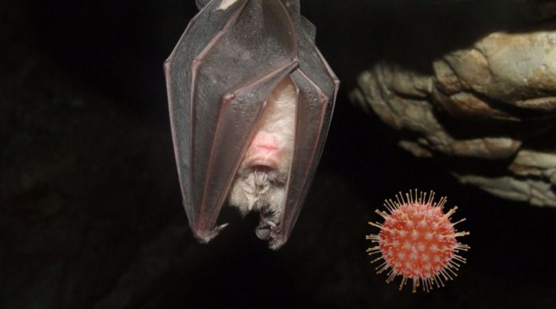 Descubren nuevos virus en murciélagos