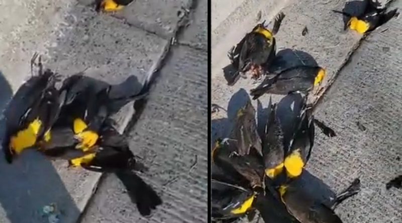 Un centenar de pájaros cayó del cielo sin ninguna explicación en México