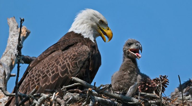 EU: Casi 50% de águilas calvas están envenenadas con plomo