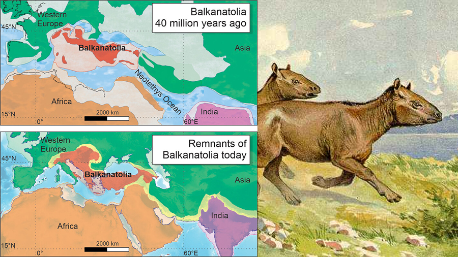 Balkanatolia, el continente olvidado que arroja luz sobre la evolución de los mamíferos