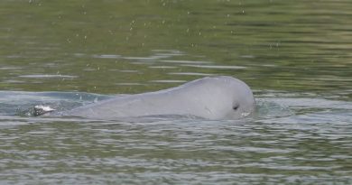 Muere el último delfín de agua dulce en noroeste de Camboya