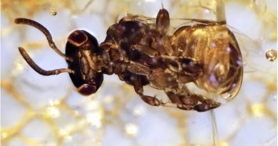 Descubren dos especies de abejas sin aguijón ya extintas
