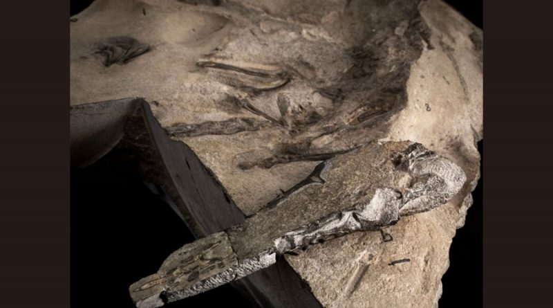 Fósil de un reptil volador en Escocia deja "atónitos" a científicos
