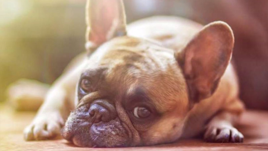 Los perros pueden mostrar duelo tras la muerte de un compañero canino