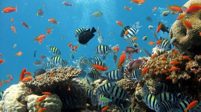 Descubren arrecife coralino en el sur de Veracruz