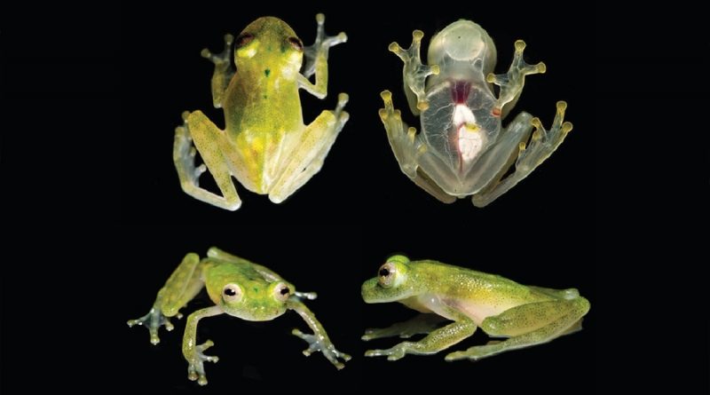 Descubren en Ecuador dos nuevas especies de ranas de cristal