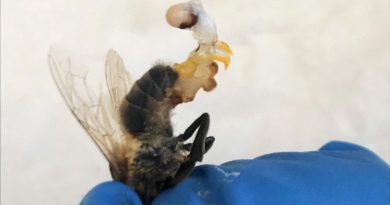 Las abejas macho eyaculan hasta morir en temporadas de calor extremo
