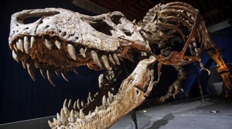 El 'Tyrannosaurus rex' no era el único de su género: lo acompañaban el 'imperator' y el 'regina'