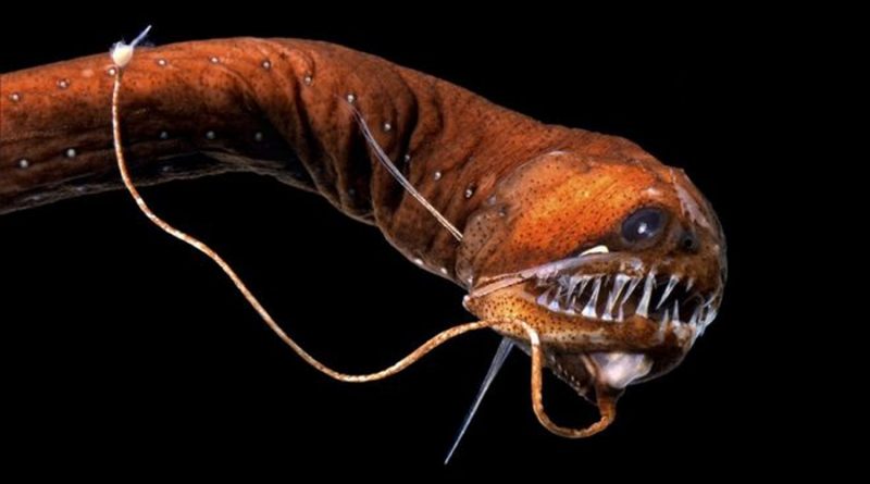 El Increíble video que demuestra que los peces abisales son con casi como los alienígenas