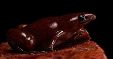 Descubren en el Amazonas una nueva especie de rana con una peculiar nariz