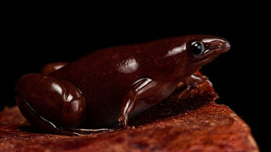 Descubren en el Amazonas una nueva especie de rana con una peculiar nariz