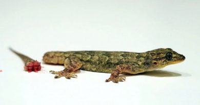 Resuelven misterio de cómo se auto amputan la cola las lagartijas