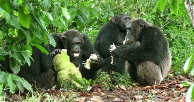 Estudio revela que las hembras de chimpancé prefieren evitar a los humanos
