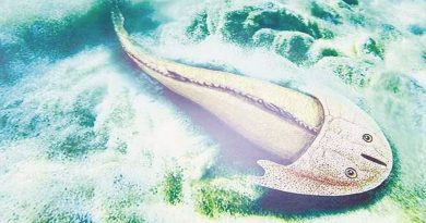 Restos de un pez que vivió hace 400 millones de años hallados en China