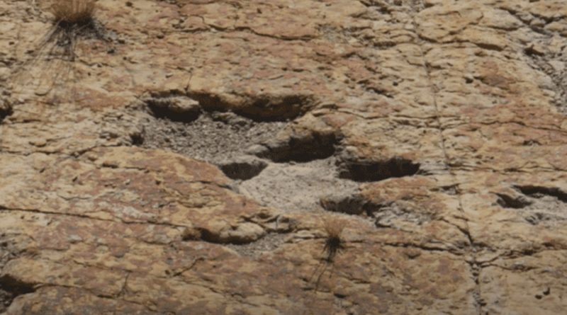 Investigadores descubren huellas de aves y dinosaurios en el norte de México