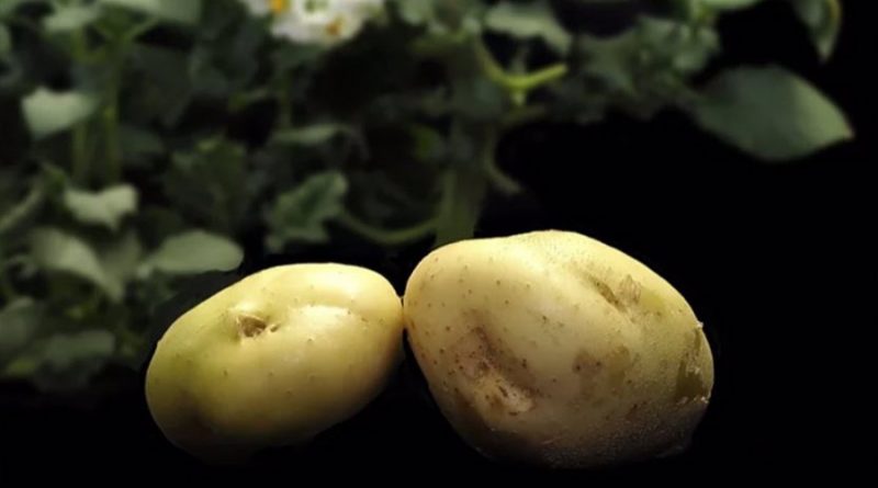 El complejo genoma de la patata ha sido finalmente secuenciado