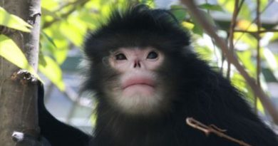 Descubren un mono de nariz chata que estornuda cuando llueve