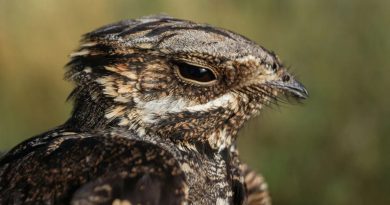 Las aves también peinan canas: investigadores españoles descubren cambios en su plumaje por la edad