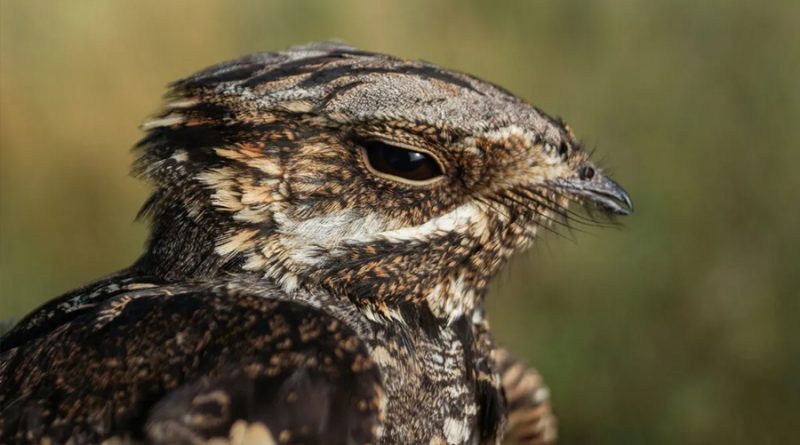 Las aves también peinan canas: investigadores españoles descubren cambios en su plumaje por la edad