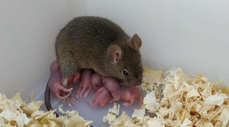 Científicos chinos consiguen que una ratona tenga hijos sin necesidad de esperma ni sexo