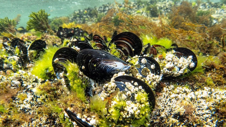 Un cemento sintético inspirado en el pegamento de los mejillones tendrá aplicaciones biomédicas